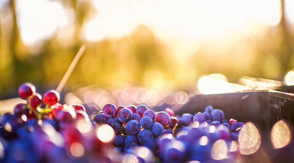 Grapes Grapes