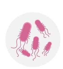 Escherichia Coli Bakterien Krankheitserreger Escherichia Coli